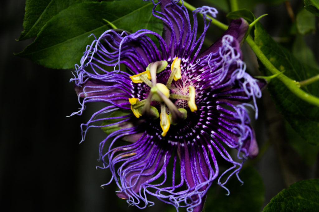 Purple Passionflower